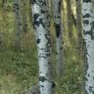 Meet your Posher, Colleen